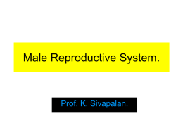 Male Reproductive System.  Prof. K. Sivapalan. Structure • • • • • • • • • Ureter Vase Difference Ampula Seminal Vesicle Prostrate Urethra Epididimis Testes Prepuce  Male Reproductive system.