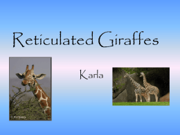 Reticulated Giraffes Karla    Habitat •Savanna •Dry Grassland   Food and Water • Acacia leaves • Don’t drink that often   Family Structures •Family members know giraffes •Giraffes give birth to 1 calf at a.