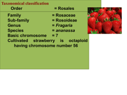 Taxonomical classification Order  = Rosales  Family = Rosaceae Sub-family = Rosoideae Genus = Fragaria Species = ananassa Basic chromosome = 7 Cultivated strawberry is octaploid having chromosome number 56   INTRODUCTION The cultivated strawberry is one.