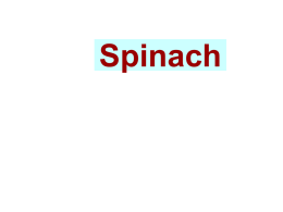 Spinach   Spinach • • • •  Botanical Name : Origin : Family : Chromosome no.:  Spinacea oleracea L. Central Asia Umbelliferae 2n=12  Composition Moisture- 92.1%  P- 21mg  Vit. C- 28mg  Protein- 2.0g  Fe- 10.9 mg  Vit.