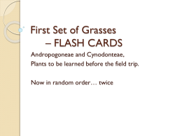First Set of Grasses – FLASH CARDS Andropogoneae and Cynodonteae, Plants to be learned before the field trip. Now in random order… twice   Big Bluestem Andropogon.