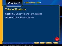 Chapter 7  Cellular Respiration  Table of Contents Section 1 Glycolysis and Fermentation Section 2 Aerobic Respiration.