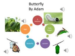 Butterfly By Adam It hatches  eggs  Butterfly  Gets bigger  cocoon Butterfly by andre eggs.  catapillars  BUTTERFLY  CHRYSALIS Frog by Areebah egg  Adult frog  tadpole  froglet Fish by Ben Egg  Adult  Fry  Larva Butterfly By Bradley egg  caterpillar  butterfly  chrysalis.