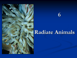 Radiate Animals Kingdom Animalia(Metazoa) 1. 2. 3.  Mesozoa Parazoa Eumetazoa Radiate Animals 1. 2. 3.  Phylum Cnidaria Phylum Ctenophora Coelenterata Radiate Animals 1. 2. 3.  4. 5. 6. 7. 8.  Epidermis Gastrodermis Mesoglea Gastrovascular Cavity Extracelluar Digestion Tentacles Statocyst Ocelli.