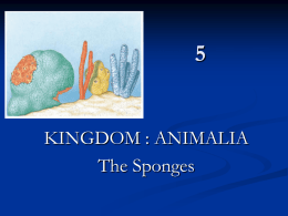 KINGDOM : ANIMALIA The Sponges   Kingdom Animalia(Metazoa) 1. 2. 3.  Mesozoa Parazoa Eumetazoa   Mesozoa 1.  Phylum Mesozoa   Mesozoa   Parazoa 1. 2.  Phylum Placozoa Phylum Porifera : Sponges   Trichoplax adhaerens   Sponges 1. 2. 3.  4.  Ostia Oscula Spicule Spongin   Spicule   Spicule   Spongin   Types of Cells 1. 2. 3.  4. 5. 6.  Mesohyl Pinacocyte Myocyte Choanocyte Archaeocyte / Sclerocyte / Spongocyte Collencyte / Lophocyte   Types of.