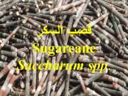  قصب السكر    Sugarcane     Saccharum spp.    المحاصيل السكرية   - أ . د  . عادل ابوسالمة     االهمية االقتصادية لقصب السكر   •   •   •   •   •    يعد القصب مصدرا لما يقرب من   %60 من انتاج السكر   العالمى .    تتراوح.