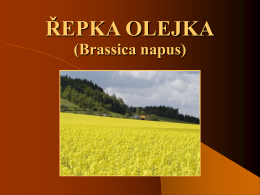 ŘEPKA OLEJKA (Brassica napus) Hospodářský význam řepky olejky  V ČR je to hlavní olejnina.  Uplatňuje se jako surovina pro získávání kvalitního potravinářského.