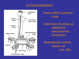 ECHINODERMATA Preko 6000 recentnih vrsta Deuterostomia. Celomske životinje sa radijalnom petozračnom simetrijom.  celoma i funkcija.  Ambulakralni sistem, nastao od ima više   Jedini beskičmenjaci koji imaju skelet od CaCO3 mezodermalnog porekla. Nisu segmentisani i nemaju glaveni.
