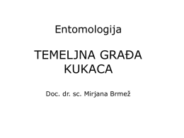 Entomologija  TEMELJNA GRAĐA KUKACA Doc. dr. sc. Mirjana Brmež Temeljna građa kukaca • Kukci – 3 para nogu • Pauci – 4 para nogu.