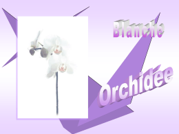L’orchidée est une fleur qui se cache dans la profondeur des arbres ou à l’abri des hautes fougères. Il faut de la.