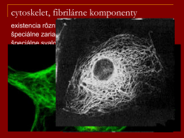 cytoskelet, fibrilárne komponenty existencia rôznych pohybov špeciálne zariadenia špeciálne svalové bunky rôzne metódy stanovenia (elektrónová mikroskopia, imunofluorescencia) cytoskleletárne toxíny (kolchicín, vinblastín,oryzalín) zložky (podľa hrúbky): mikrofilamenty, 4-7 nm mikrotubuly, 15-25