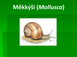 Měkkýši (Mollusca) Základní informace Měkkýši jsou bezobratlí tvorové s měkkým tělem, které se z 90 % skládá z vody. První měkkýši se vyskytují.