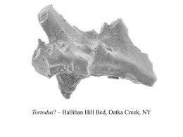 Tortodus? – Hallihan Hill Bed, Oatka Creek, NY.