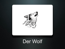 Der Wolf   Der Wolf ist ein Wildtier das man nicht als Haustier halten kann. Es gibt 10-12 Wölfe in der Schweiz. Die Wölfe sind sehr scheu. Früher.