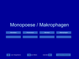 Monopoese / Makrophagen Monoblast  zum Hauptmenü  Promonozyt  zum Menü  Monozyt  beenden  Makrophagen  Legende einblenden   Monoblast Monoblasten stammen von einer granulomonozytären Stammzelle ab (CFUGM), die morphologisch nicht indentifizierbar ist. Die erste Zelle, die.