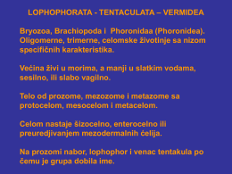 LOPHOPHORATA - TENTACULATA – VERMIDEA Bryozoa, Brachiopoda i Phoronidaa (Phoronidea). Oligomerne, trimerne, celomske životinje sa nizom specifičnih karakteristika. Većina živi u morima, a manji.