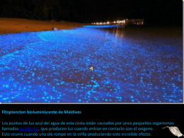 Fitoplancton bioluminiscente de Maldivas Los puntos de luz azul del agua de esta costa están causados por unos pequeños organismos llamados noctilucas,