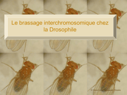 Le brassage interchromosomique chez la Drosophile  H. Horion Lycée Maupassant Fécamp Le brassage interchromosomique chez la Drosophile  Et moi, une Nous drosophile Je sommes suis une drosophile diploïdes.