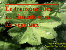 Le transport des nutriments chez les végétaux Gilles Bourbonnais Cégep de Sainte-Foy Rappel : transport passif et transport actif Transport passif : diffusion et osmose.