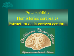 Prosencéfalo. Hemisferios cerebrales. Estructura de la corteza cerebral   ETAPA EMBRIONARIA • Prosencéfalo - diencéfalo - telencéfalo • Mesencéfalo • Rombencéfalo   HEMISFERIOS CEREBRALES Cara externa • Surcos y cisuras 1) Cisura interhemisférica 2) Cisura de.