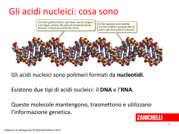 Gli acidi nucleici: cosa sono  Gli acidi nucleici sono polimeri formati da nucleotidi. Esistono due tipi di acidi nucleici: il DNA e.