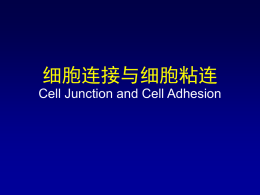 细胞连接与细胞粘连 Cell Junction and Cell Adhesion   细胞连接 cell junction • 在相邻细胞表面形成的连接装置，加强细胞间的 机械联系和维持组织结构的完整性，协调细胞的 功能。 • 细胞连接是多细胞有机体中相邻细胞之间通过细 胞质膜相互联系，协同作用的重要基础。 细胞粘连 cell adhesion • 动物细胞通过细胞粘着因子介导的细胞与细胞之 间或细胞与细胞外基质的粘连。   封闭连接又称紧密连接 • 存在于体内各种管腔及腺体上皮细胞靠腔面的 顶端部分，长度约50-400nm，相邻细胞之间的 质膜紧密结合，没有缝隙。 • 紧密连接的封闭索由特殊的跨膜蛋白形成，主 要的跨膜蛋白为封闭连接蛋白和封闭蛋白，另 外还有膜的外周蛋白。    紧密连接的主要作用是封闭相邻细胞间的接缝，防止溶液中的分子沿细 胞间隙渗入体内，从而保证了机体内环境的相对稳定；消化道上皮、膀 胱上皮、脑毛细血管内皮以及睾丸支持细胞之间都存在紧密连接。   细胞骨架参与构成锚定连接 • 通过骨架系统将细胞与相邻细胞或细胞与基质 之间连接起来。 • 根据直接参与细胞连接的骨架纤维的性质不同， 锚定连接又分为与中间纤维相关的锚定连接 (桥粒连接)和与肌动蛋白纤维相关的锚定连接 (粘合连接)。前者包括桥粒和半桥粒；后者主 要有粘合带和粘合斑。    锚定连接  蛋白组成： • 细胞内附着蛋白：将特定的细胞骨架成分同连接复合体结合 在一起 • 跨膜连接的糖蛋白：其细胞内部分与附着蛋白相连，细胞外 部分与相邻细胞的跨膜连接蛋白相互作用或与胞外基质相互 作用。   粘着带 adhesion belt 粘着带连接位于上皮细胞紧密连接的下方，靠钙粘着 蛋白同肌动蛋白相互作用，将两个细胞连接起来  粘着带结构示意图   粘着斑 肌动蛋白纤维  薄斑(含有粘着斑 蛋白、踝蛋白)   桥粒.