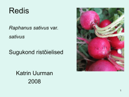 Redis Raphanus sativus var. sativus  Sugukond ristõielised  Katrin Uurman1   Botaanilised iseärasused • Üheaastane risttolmleja taim. • Lehed lühikarvased, lehelaba sügavalt lõhestunud.