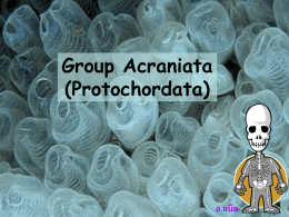 Group Acraniata (Protochordata)  อ.แน็ต   Phylum Chordata 1. Notochord พัฒนามาจาก mesoderm มี ในระยะใดระยะหนึ่ งของชี วิต เป็ นเซลล์ที่มีโ พรงอยู่มาก (vacuolated cell) และมีเยื่อเกี่ยวพันหม้ ุ 2.