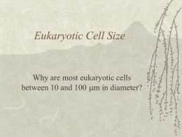 Eukaryotic Cell Size  Why are most eukaryotic cells between 10 and 100 m in diameter?   How big is that?   Remember 1 mm is the.
