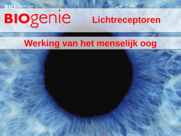 Lichtreceptoren Werking van het menselijk oog Hoe wordt de lichttoevoer geregeld?  Regeling lichttoevoer Beeldvorming oog Accommodatie lens Afwijkingen accommodatie  • Lichttoevoer wordt geregeld door de iris: – Pigment.