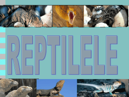     Reptilele alcătuiesc o grupă de animale foarte diverse, reprezentate pe fiecare continent, cu excepţia Antarcticii.