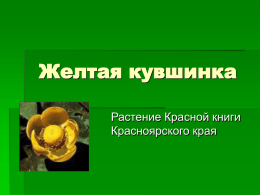 Желтая кувшинка Растение Красной книги Красноярского края   Желтая кувшинка (Nuphar luteum) —  многолетнее травянистое растение, относящееся к семейству кувшинковых. Цветок кувшинки желтой внимательно следит за передвижениями Солнца.