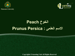 Peach  الخوخ   Prunus Persica :  االسم العلمى     الخوخ  Peach    االسم العلمى  Prunus Persica :    •    تنتشر زراعة الخوخ فى محافظات  :       الدقهلية – البحيرة –