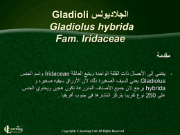  الجالديولس  Gladioli     Gladiolus hybrida     Fam. Iridaceae    مقدمة   •    ينتمي إلى األبصال ذات الفلقة الواحدة ويتبع العائلة   Iridaceae واسم الجنس     Gladiolus يعنى السيف الصغيرة ذلك ألن األوراق.