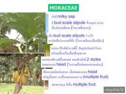MORACEAE มักมี milky sap มี bud scale stipule ซึ่ งหลุดร่ วงง่าย ต้องสังเกตที่ยอด (ในภาพคือสาเก) เมื่อ bud scale stipule ร่ วงไป จะเกิดเป็ นร่ องรอยที่ขอ้ (ในภาพคือมะเดื่อปล้อง)  หม่อน เป็ นพืชในวงศ์น้