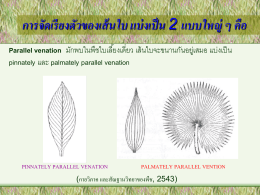 การจัดเรี ยงตัวของเส้ นใบ แบ่ งเป็ น 2 แบบใหญ่ ๆ คือ Parallel venation มักพบในพืชใบเลี ้ยงเดี่ยว เส้ นใบจะขนานกันอยูเ่ สมอ แบ่งเป็ น pinnately และ palmately.