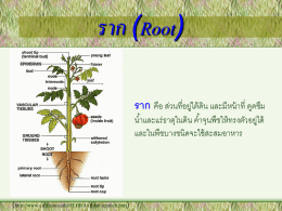 ราก (Root) ราก คือ ส่วนที่อยูใ่ ต้ ดิน และมีหน้ าที่ ดูดซึม น ้าและแร่ธาตุในดิน ค ้าจุนพืชให้ ทรงตัวอยูไ่ ด้ และในพืชบางชนิดจะใช้ สะสมอาหาร  (http://www.csdl.tamu.edu/FLORA/tfplab/reproch.htm)