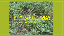 PHYTOPHTHORA Een probleem ! of ?  ALV VVCL 9 februari 2015   Wat is het probleem Phytophthora infestans of aardappelziekte: •  Een pseudo-schimmel  •  Verspreiding in de lucht en.