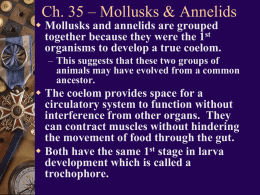 Ch. 35 – Mollusks & Annelids   Mollusks and annelids are grouped together because they were the 1st organisms to develop a true.