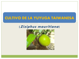 CULTIVO DE LA YUYUGA TAIWANESA ( Ziziphus mauritiana )    Nombre científico:  Familia:  Origen:  Altura:   Clima:  Suelo:  PH del Suelo:  Otros nombres:  Ziziphus.