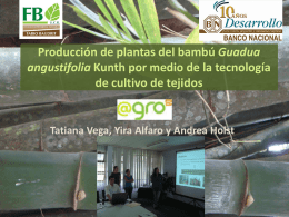Producción de plantas del bambú Guadua angustifolia Kunth por medio de la tecnología de cultivo de tejidos  Tatiana Vega, Yira Alfaro y Andrea.