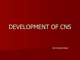 DEVELOPMENT OF CNS  By Dr Samina Anjum   NERVOUS SYSTEM      The central nervous system (CNS): - Brain and spinal cord The peripheral nervous system (PNS): - Neurons.