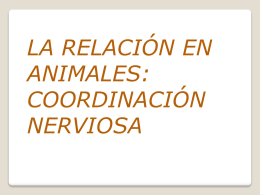 LA RELACIÓN EN ANIMALES: COORDINACIÓN NERVIOSA   Los sistemas nervioso y endocrino coordinan las funciones de los sistemas y aparatos del organismo. Los elementos de la coordinación.