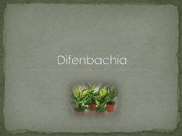 Difenbachia je veľmi atraktívna rastlina. Pochádza z Brazílie a je pomenovaná po pánovi Dieffenbachovi, ktorý bol r.1830 záhradníkom kráľovského paláca v rakúskom Schonbrune.