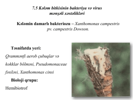 7.5 Kələm bitkisinin bakteriya və virus mənşəli xəstəlikləri  Kələmin damarlı bakteriozu – Xanthomonas campestris pv.