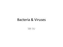 Bacteria & Viruses