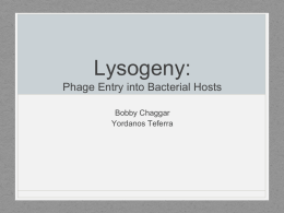 Lysogeny and the prophage
