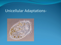 Unicellular Adaptations Powerpoint