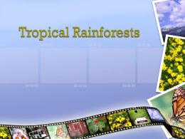 Tropical Rainforests there are many species of animals, for example
