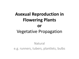 Asexual reproduction ppt